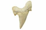 Fossil Shark Tooth (Otodus) - Morocco #259913-1